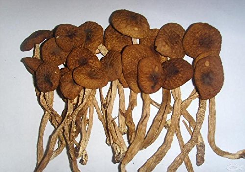 Delicious mushroom Agrocybe Aegerita dried 1200 gram, Grade A